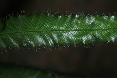 Trichomanes pinnatum