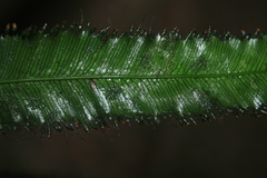 Trichomanes pinnatum