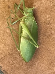 Pterophylla beltrani