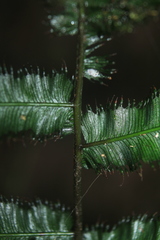 Trichomanes pinnatum