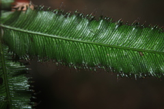 Trichomanes pinnatum