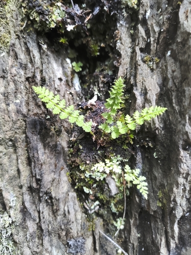 Alpine woodsia (Woodsia alpina)