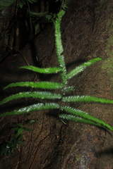 Trichomanes pinnatum