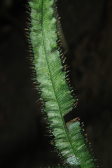 Trichomanes pinnatum