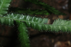 Trichomanes pinnatum