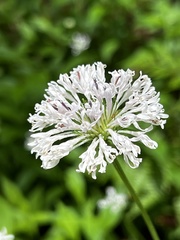 Marshallia trinervia