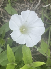 Calystegia spithamaea