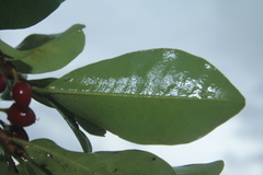 Erythroxylum savannarum