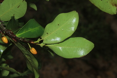 Erythroxylum savannarum