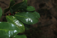 Erythroxylum savannarum
