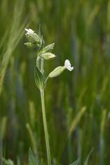 Silene latifolia