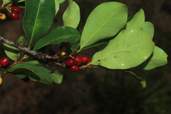 Erythroxylum savannarum