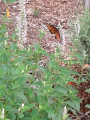 Danaus gilippus