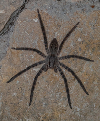 Cupiennius salei