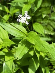 Marshallia trinervia