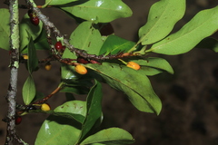Erythroxylum savannarum