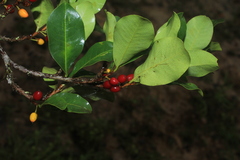 Erythroxylum savannarum