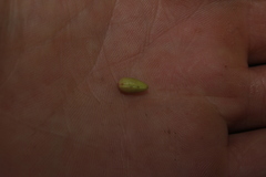 Erythroxylum savannarum