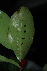 Erythroxylum savannarum