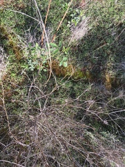 Cullen australasicum