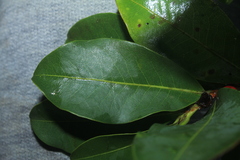 Erythroxylum savannarum