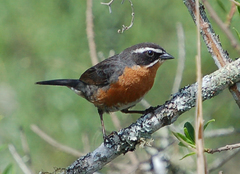 Black-And-Rufous Warbling-Finch photo 2