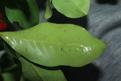 Erythroxylum savannarum