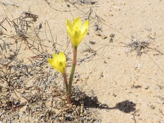 Zephyranthes longifolia