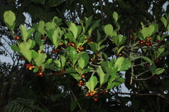 Erythroxylum savannarum