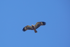 Hamirostra melanosternon