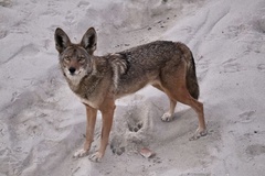 Canis latrans