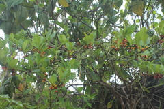 Erythroxylum savannarum