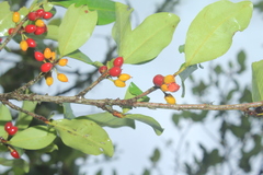 Erythroxylum savannarum
