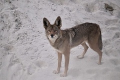 Canis latrans
