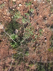 Cullen australasicum