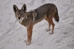 Canis latrans