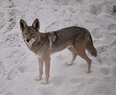 Canis latrans