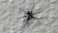 Pulchellodromus bistigma