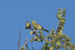 Ptilotula flavescens