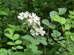 Andrena crataegi