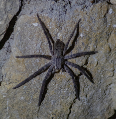 Cupiennius salei