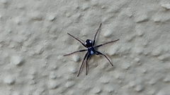 Pulchellodromus bistigma