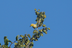 Ptilotula flavescens