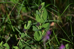 Aristolochia rotunda