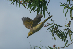 Ptilotula flavescens