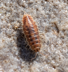 Detonidae