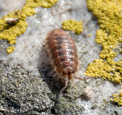 Detonidae