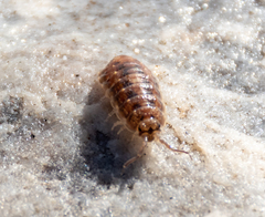 Detonidae