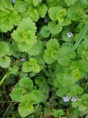 Glechoma hederacea