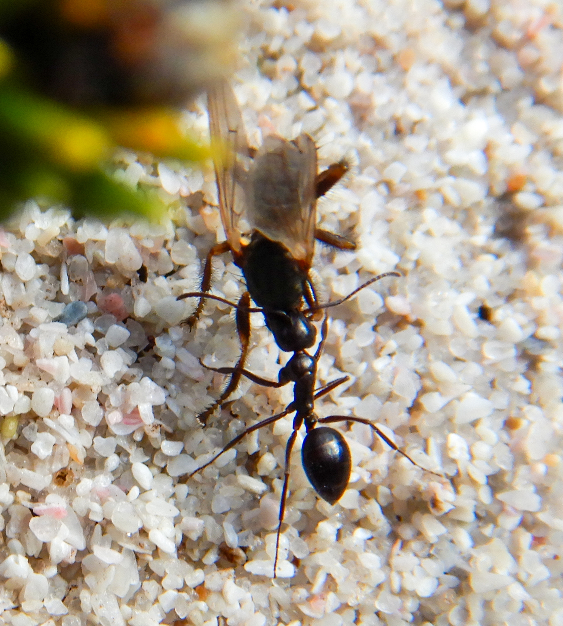 Lepisiota capensis laevis